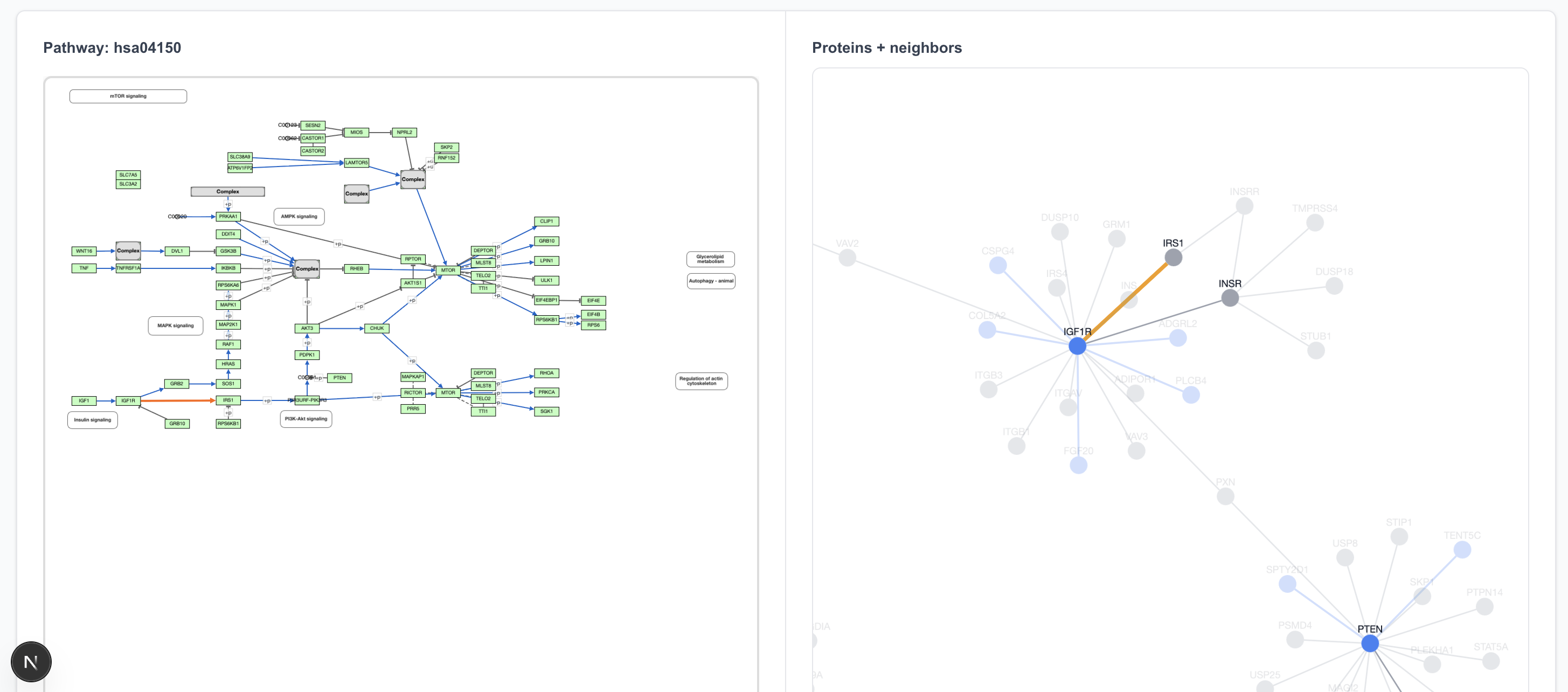 IGF1R-IRS1 pathway view